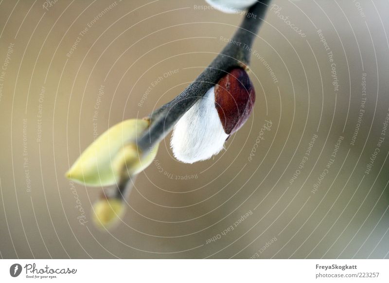 Mutiges Weidenkätzchen Natur Pflanze Winter Blühend hängen Wachstum schön klein Leben Ast Blütenknospen braun grün weich Außenaufnahme Nahaufnahme Makroaufnahme