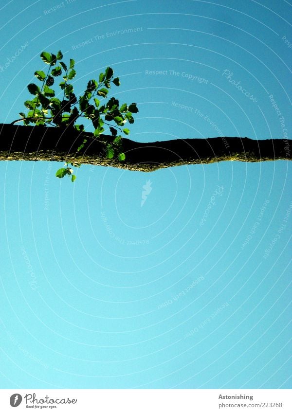 Querbalken Umwelt Natur Pflanze Himmel Wolkenloser Himmel Sommer Schönes Wetter Baum Blatt Grünpflanze Wildpflanze hoch blau grün Ast quer gerade oben