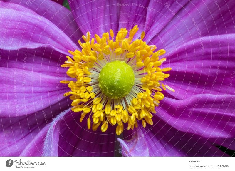 Rosa, gelb, grün, Anemone Tier Sommer Herbst Blume Blüte Anemonen Blühend schön weich rosa Hahnenfußgewächse Herbstanemone Windröschen Staubfäden Blütenblatt