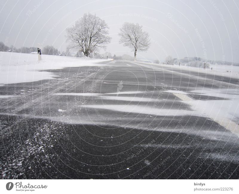 Schneetreiben Landschaft Winter Wetter schlechtes Wetter Wind Sturm Eis Frost Straße Landstraße außergewöhnlich Endzeitstimmung kalt Schneesturm Asphalt Glätte