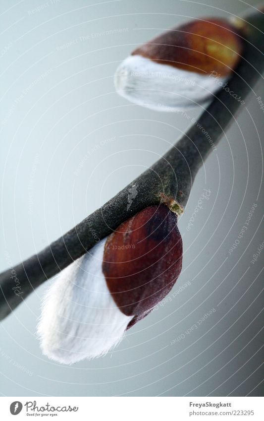 Die zwei Weidenkätzchen Natur Pflanze Winter hängen tragen klein braun weich Blütenknospen Ast Sal-Weide Leben atmen frieren Wachstum schön Außenaufnahme