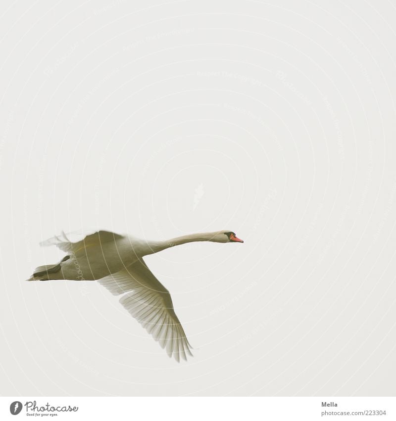 Fliegen Umwelt Natur Tier Luft Himmel Vogel Schwan 1 fliegen ästhetisch frei hell natürlich grau weiß anstrengen Bewegung elegant Freiheit Farbfoto