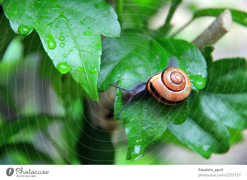 ohne Rettungsschirm Natur Wassertropfen Sträucher Blatt Tier Schnecke 1 klein schleimig braun grau grün Zufriedenheit Tatkraft achtsam ruhig Ausdauer anstrengen