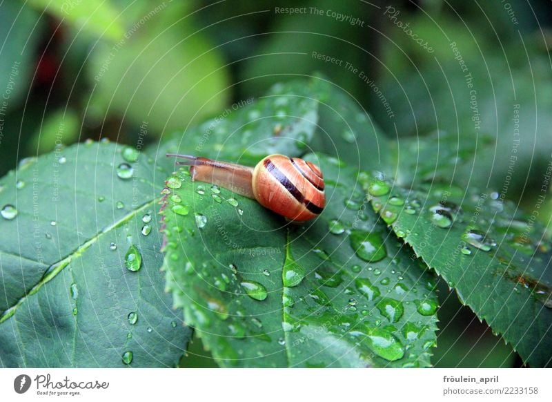 Kein Hut, kein Stock, kein Regenschirm Natur Tier Wassertropfen Blatt Schnecke 1 frei klein natürlich schleimig braun gelb grün friedlich achtsam Vorsicht