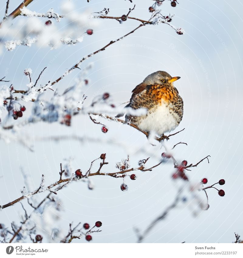 Wacholderdrossel im Winter Natur Landschaft Pflanze kalt blau schnee Raureif gefroren Landkreis Friesland Ostfriesland himmel Allee baum verträumt Farbfoto