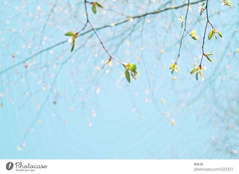 ein bisschen Frühling liegt in der Luft... Umwelt Natur Pflanze Himmel Wolkenloser Himmel Sonnenlicht Sommer Wetter Schönes Wetter Baum Blatt Duft frisch blau