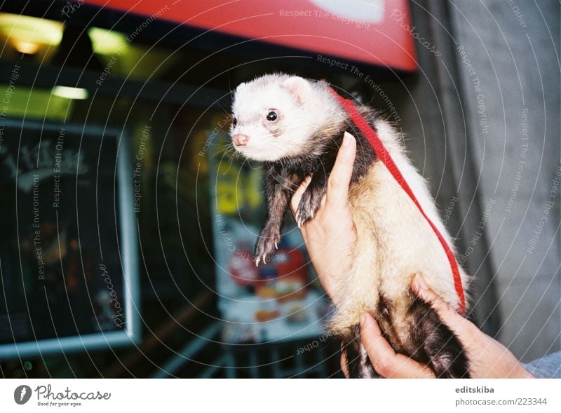 Tierhaltung Haustier Wildtier Katze Maus Tiergesicht 1 Schwarm Tierjunges Halt Hände berühren bezahlen genießen Blick Häusliches Leben außergewöhnlich