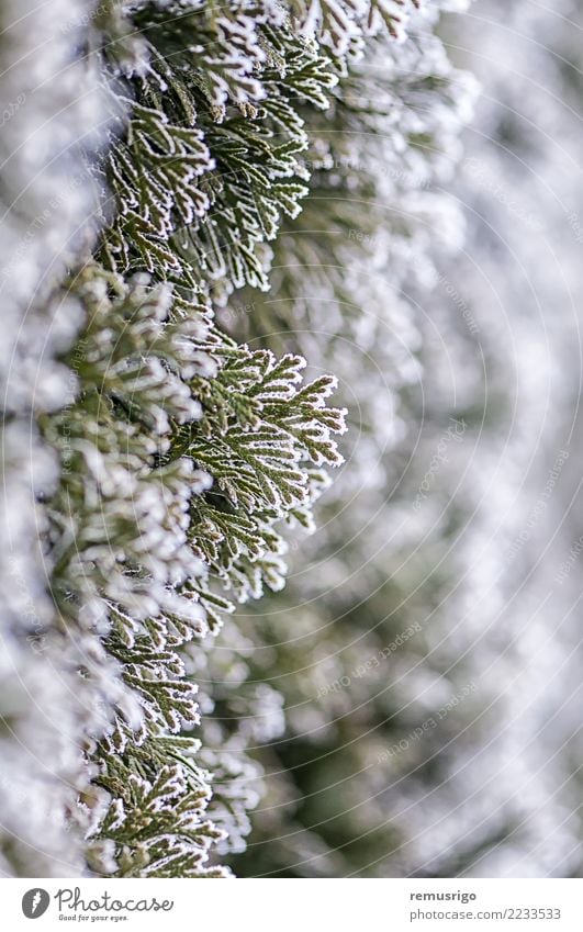 Frost auf Ästen Winter Schnee Natur Pflanze Wetter Baum Blatt Park Wald natürlich grün weiß Ast Großstadt kalt Kristalle Tanne Reif Eis eisig Jahreszeiten Holz