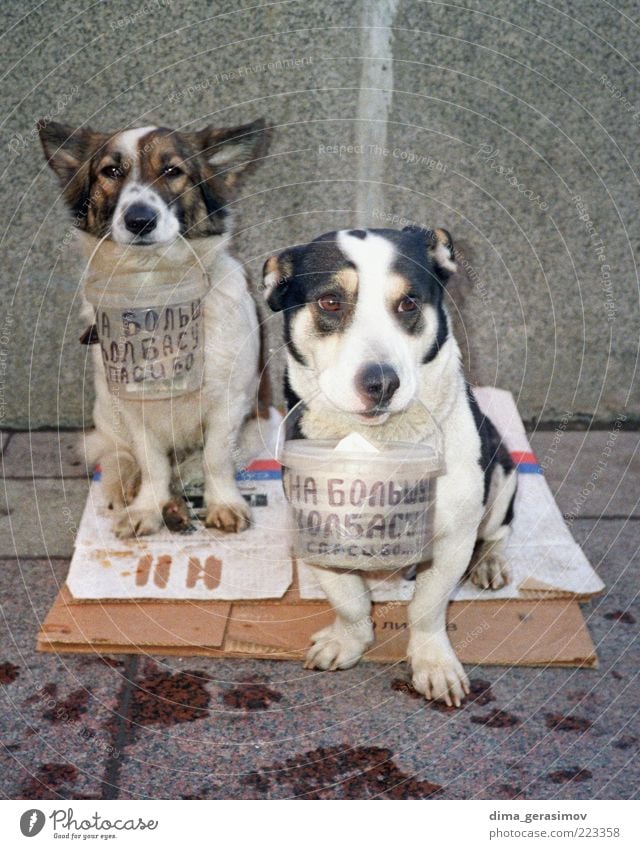 Für die große Wurst. Tier Haustier Hund Tiergesicht 2 Kommunizieren sitzen warten authentisch Zusammensein niedlich mehrfarbig grau Farbfoto Außenaufnahme Tag