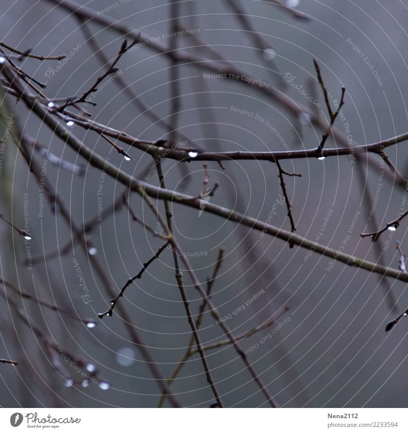 Tränenden Äste Umwelt Natur Wasser Klima Wetter schlechtes Wetter Nebel Regen Baum Garten Park Wald trist grau Ast Wassertropfen nackt Winter Winterlicht