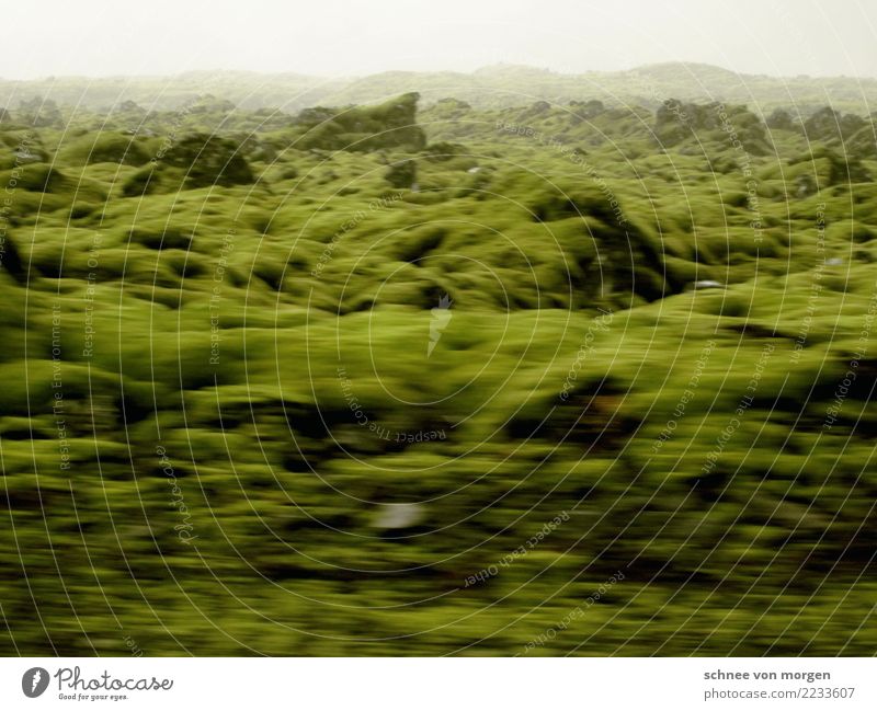 naturgeister Umwelt Natur Landschaft Pflanze Tier Erde Herbst Klima Gras Wiese Feld Gletscher Island außergewöhnlich grün Stimmung Erholung Umweltschutz moos