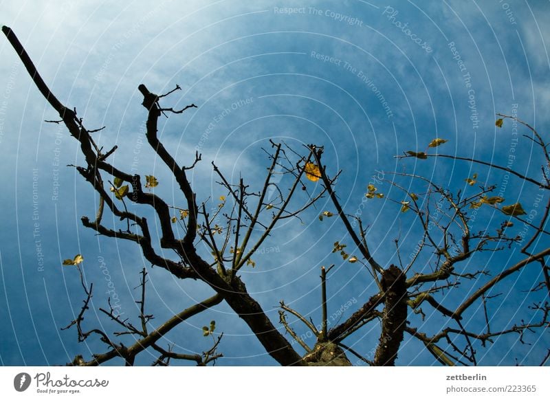 Apfelbaum Umwelt Natur Pflanze Himmel Wolken Herbst Klimawandel schlechtes Wetter Unwetter Sturm Baum Sorge Oktober Ast Zweig Farbfoto Außenaufnahme