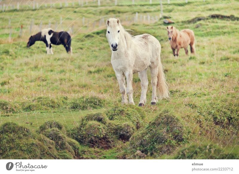 3 Isländer Weide Pferd Island Ponys Schimmel Tiergruppe Kommunizieren Blick stehen ästhetisch elegant frei Zusammensein Glück weiß Lebensfreude Tierliebe