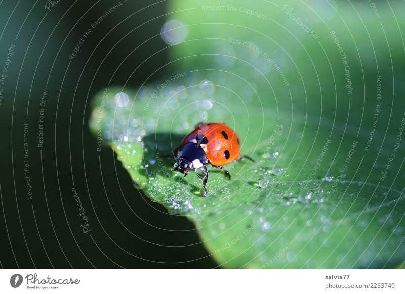 taufrisch Natur Wassertropfen Sommer Pflanze Blatt Tier Käfer Siebenpunkt-Marienkäfer Insekt 1 krabbeln natürlich positiv grün orange schwarz Glück ruhig Tau