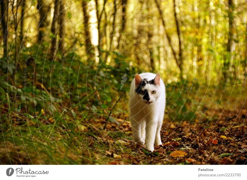 Rumtreiber Umwelt Natur Landschaft Pflanze Tier Erde Herbst Baum Sträucher Blatt Wald Haustier Katze Tiergesicht Fell frei nah natürlich weich braun grün