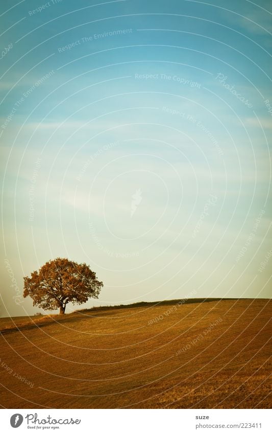 Anfang Umwelt Natur Landschaft Urelemente Erde Himmel Horizont Herbst Klima Schönes Wetter Pflanze Baum Feld Einsamkeit einzeln Ferne Wolkenschleier