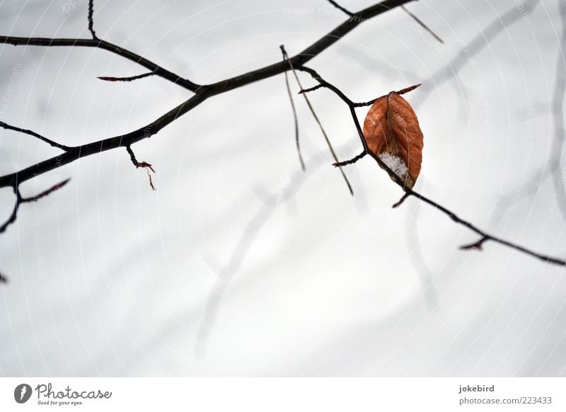 Übriges Winter Buchenblatt Zweig Blatt Herbstlaub Herbstfärbung einfach weiß Rest karg Winterschlaf Farbfoto Außenaufnahme Menschenleer Textfreiraum unten