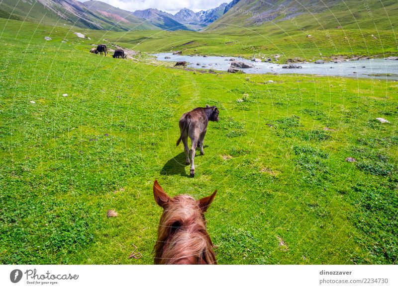 Ansicht über Tal vom Pferd zurück, Kirgisistan Lifestyle Erholung Ferien & Urlaub & Reisen Sommer Berge u. Gebirge Sport Natur Landschaft Tier Gras Park Wiese