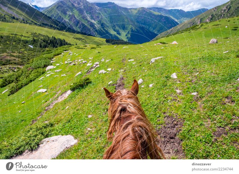 Ansicht über Tal vom Pferd zurück, Kirgisistan Lifestyle Erholung Freizeit & Hobby Ferien & Urlaub & Reisen Sommer Berge u. Gebirge Sport Natur Landschaft Tier