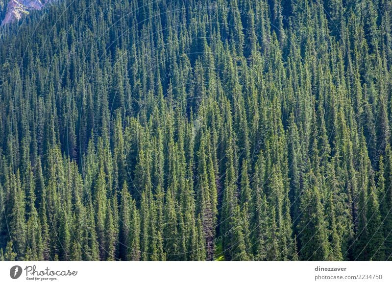 Gezierter Wald in den Bergen schön Ferien & Urlaub & Reisen Sommer Berge u. Gebirge Umwelt Natur Landschaft Pflanze Baum Park Hügel natürlich grün Fichte Tanne