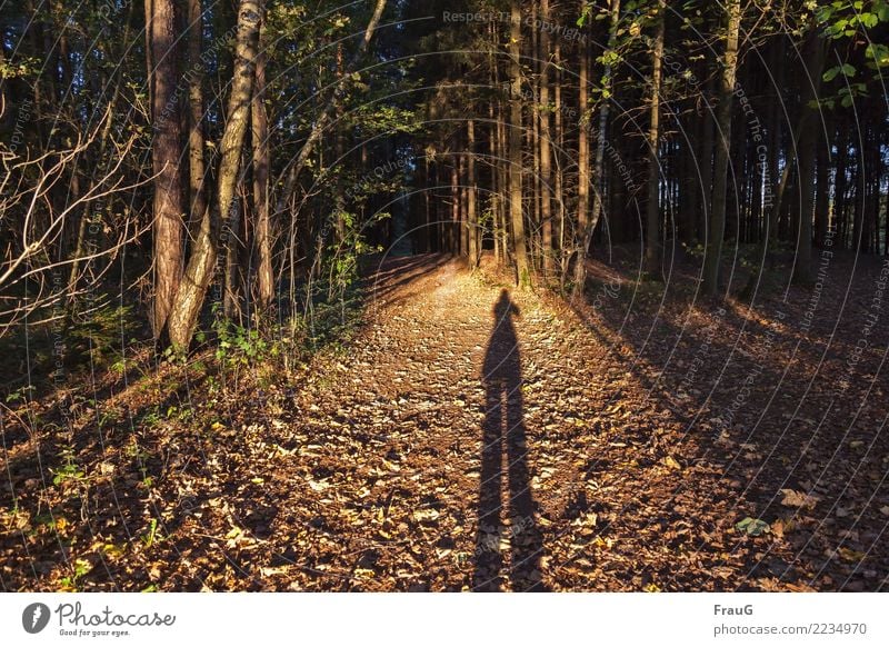 !Trash! 2017 | Am Ende des Tages (Jahres) feminin Mensch 45-60 Jahre Erwachsene Natur Wald Laubwald stehen braun Wege & Pfade Wegkreuzung Abend Sonne Blatt