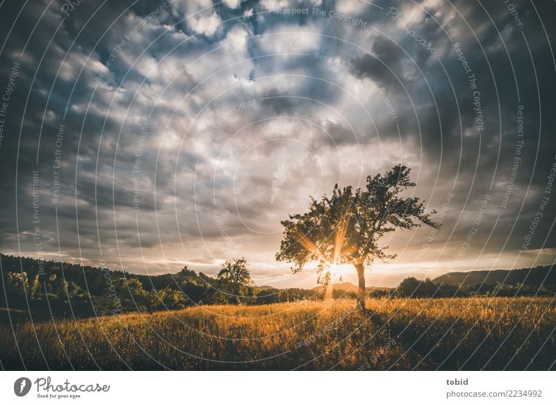 Sunset Natur Landschaft Pflanze Himmel Wolken Horizont Sonne Sonnenaufgang Sonnenuntergang Sonnenlicht Sommer Herbst Schönes Wetter Baum Gras Wiese Feld Wald