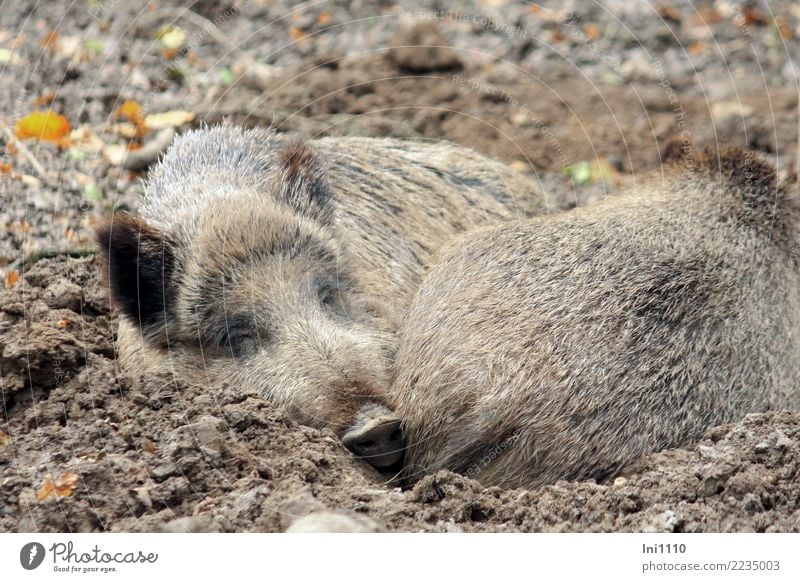 Wildschweine Natur Tier Erde Park Wald Wildtier 2 Tiergruppe braun gelb grau schwarz weiß Müdigkeit Kuscheln Warmherzigkeit Geborgenheit bequem Ton-in-Ton