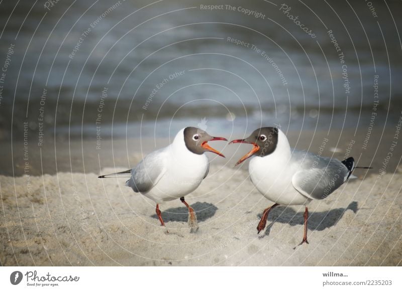 let's twist again! Möwe Lachmöwe Strand Ostsee Sandstrand Vogel Tierpaar Konflikt & Streit Kommunizieren Zusammensein Duett