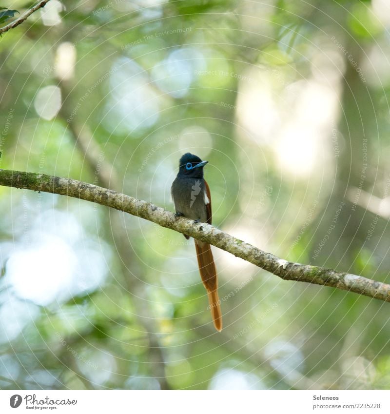 Paradiesschnäpper Ferien & Urlaub & Reisen Tourismus Ausflug Abenteuer Ferne Freiheit Safari Expedition Sommer Sommerurlaub Umwelt Natur Ast Garten Park Wald