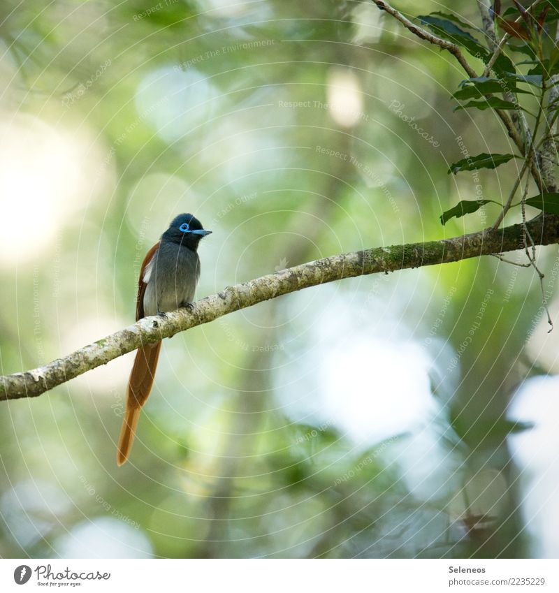 Paradiesschnäpper Ferien & Urlaub & Reisen Ausflug Ferne Freiheit Safari Expedition Sommer Sommerurlaub Umwelt Natur Garten Park Wald Tier Wildtier Vogel