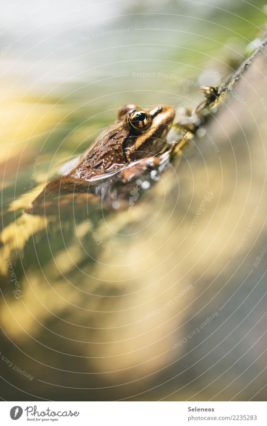 Erfrischungsbad Ausflug Sommer Umwelt Natur Garten Park Küste Seeufer Flussufer Teich Bach Tier Wildtier Frosch Tiergesicht 1 frei nah nass natürlich Farbfoto