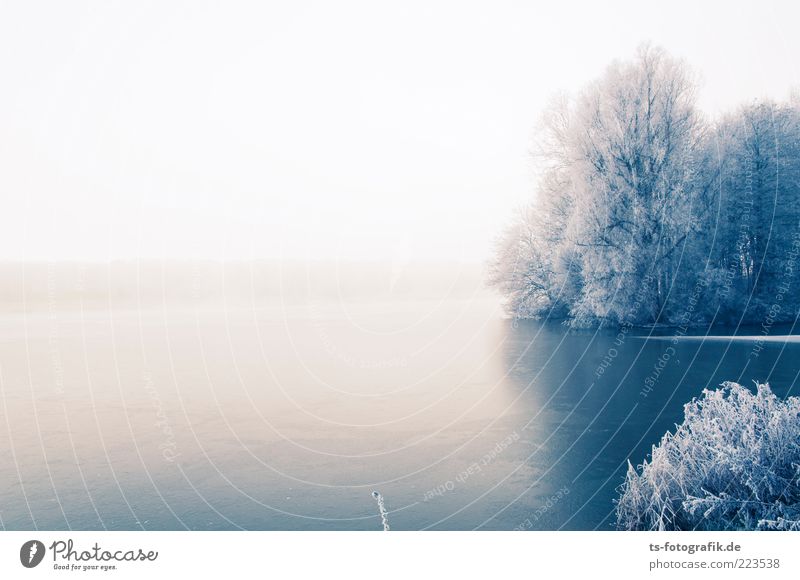 Winter Blues I Umwelt Natur Landschaft Pflanze Himmel Horizont Nebel Eis Frost Schnee Baum Wald Küste Seeufer Flussufer kalt blau weiß Raureif Eisfläche Ferne