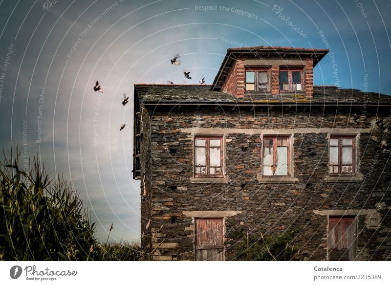 Spannung | Geisterhaus Himmel Sommer Maisfeld Einfamilienhaus Gebäude Architektur Vogel Taube Schwarm alt fliegen Wachstum bedrohlich dunkel kaputt blau braun