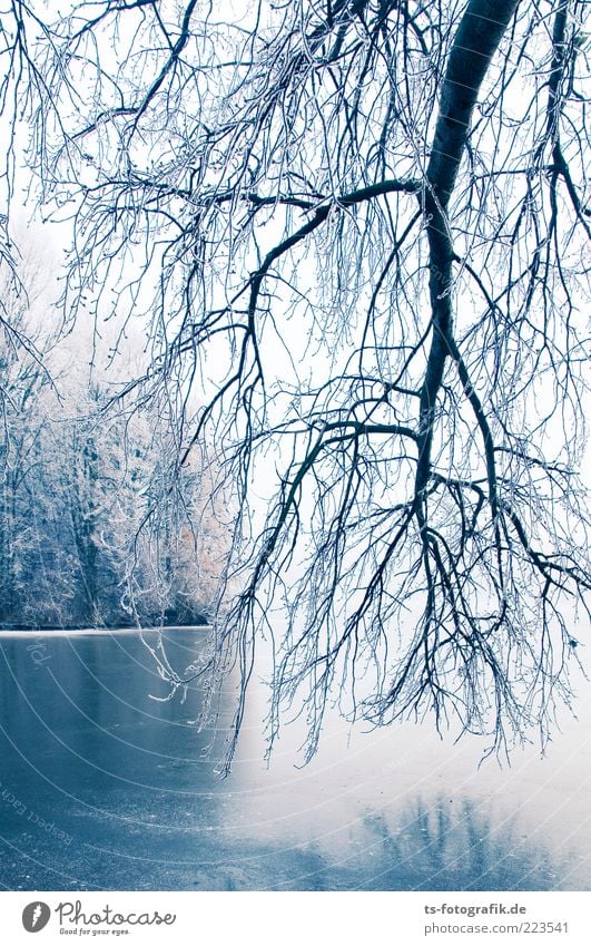 Winter Blues II Umwelt Natur Landschaft Pflanze Urelemente Eis Frost Schnee Baum Wald Küste Seeufer Flussufer kalt blau weiß Raureif Ast hängend Eisfläche