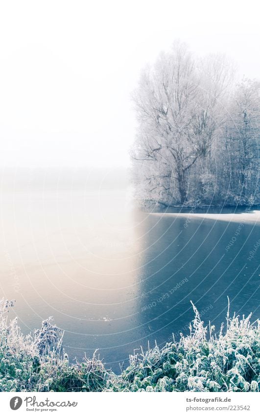 Winter Blues III Umwelt Natur Landschaft Pflanze Urelemente Horizont Nebel Eis Frost Schnee Baum Sträucher Wald Küste Seeufer Flussufer Teich kalt blau weiß