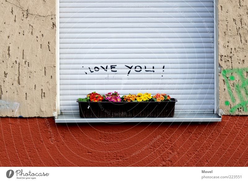 i love you! Blume Haus Mauer Wand Fassade Fenster Stein Beton Zeichen Schriftzeichen Graffiti Duft Kitsch grau rot Gefühle Glück Frühlingsgefühle Liebe Wahrheit