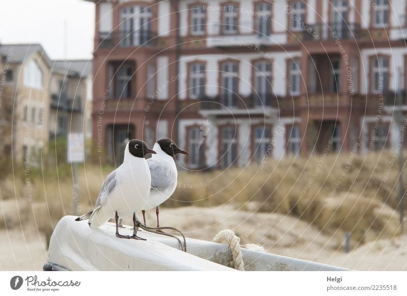 Spannung | wo gibts was zu futtern? Umwelt Natur Pflanze Tier Sand Frühling Gras Strand Ostsee Usedom Stadt Stadtrand Haus Fassade Fischerboot Wildtier Vogel