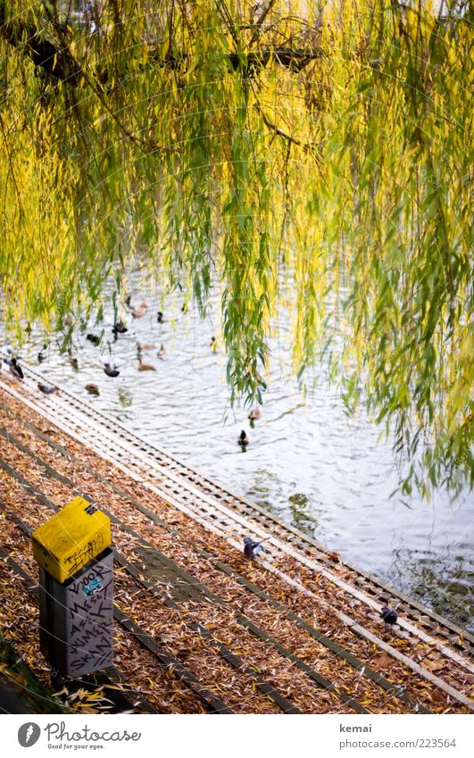 Natürliche Girlanden Umwelt Natur Pflanze Herbst Baum Blatt Grünpflanze Wildpflanze Weide Trauerweide Seeufer Feuersee Tier Wildtier Ente Stockente Taube