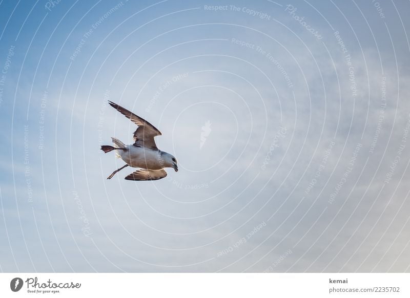 English seagull. Leben harmonisch Wohlgefühl Erholung ruhig Freizeit & Hobby Ausflug Abenteuer Ferne Freiheit Luft Himmel Wolken Schönes Wetter Wildtier Vogel