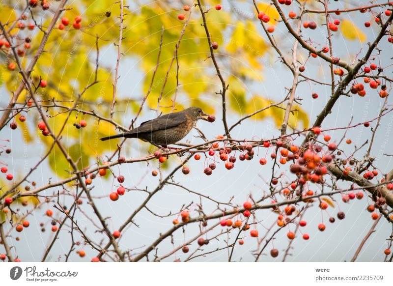 Eine Amsel sitzt in einem Zierapfelstrauch Frucht Apfel Tier Wildtier Vogel 1 Fressen Farbfoto Außenaufnahme Tag Tierporträt