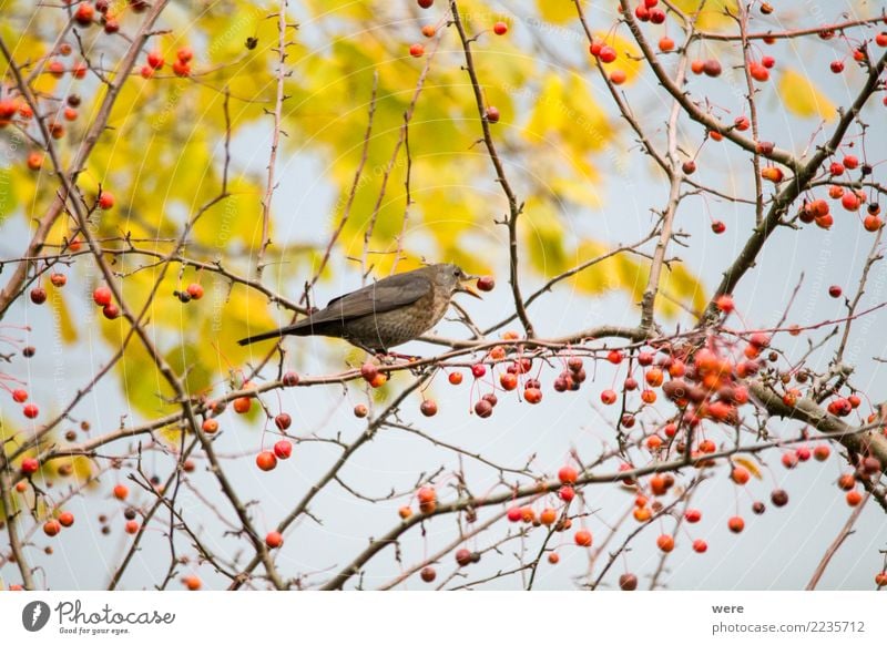 Eine Amsel sitzt in einem Zierapfelstrauch Apfel Natur Baum Sträucher Garten Park Tier Wildtier Vogel Flügel 1 Essen Fressen authentisch Farbfoto Außenaufnahme