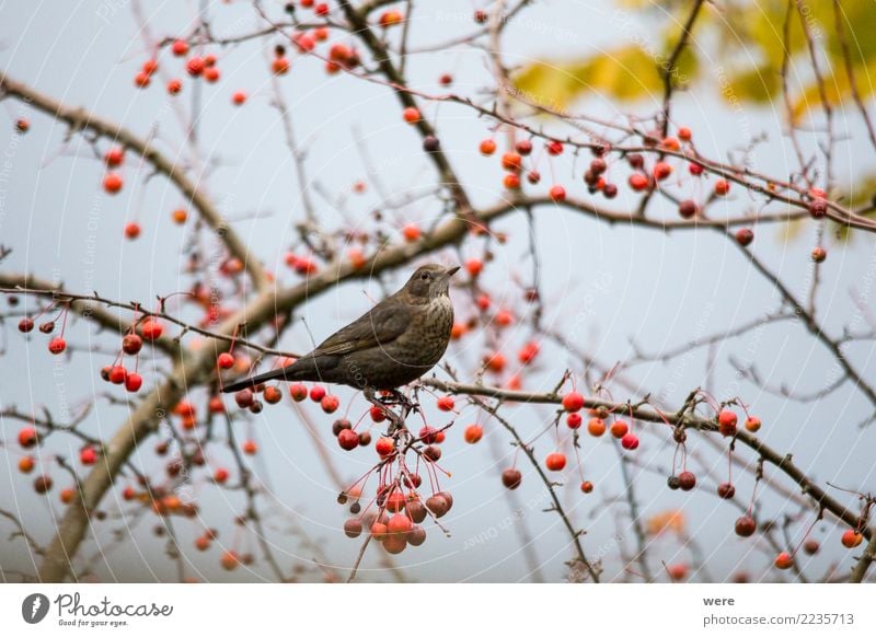 Eine Amsel sitzt in einem Zierapfelstrauch Landschaft Baum Sträucher Garten Tier Wildtier Vogel 1 Essen Fressen sitzen Farbfoto Außenaufnahme Tag