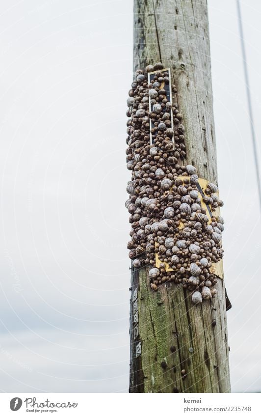 Holding on. Umwelt Natur Tier Wolken Wildtier Schnecke Tiergruppe Rudel Holzpfahl Pfosten festhalten krabbeln sitzen außergewöhnlich viele Akzeptanz Vertrauen