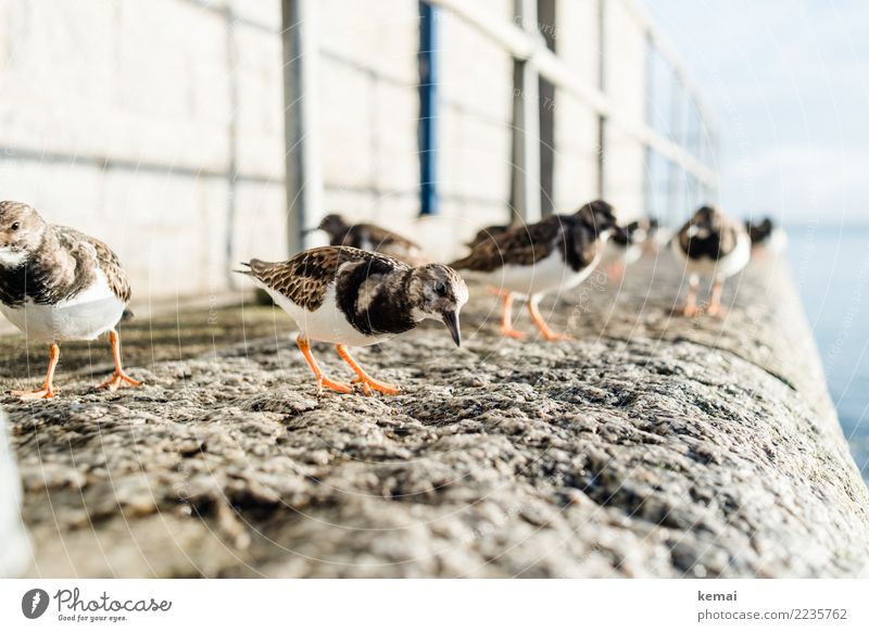 Freundliche Vögel Leben harmonisch Wohlgefühl Zufriedenheit Erholung ruhig Freizeit & Hobby Ferien & Urlaub & Reisen Ausflug Freiheit Natur Tier Schönes Wetter