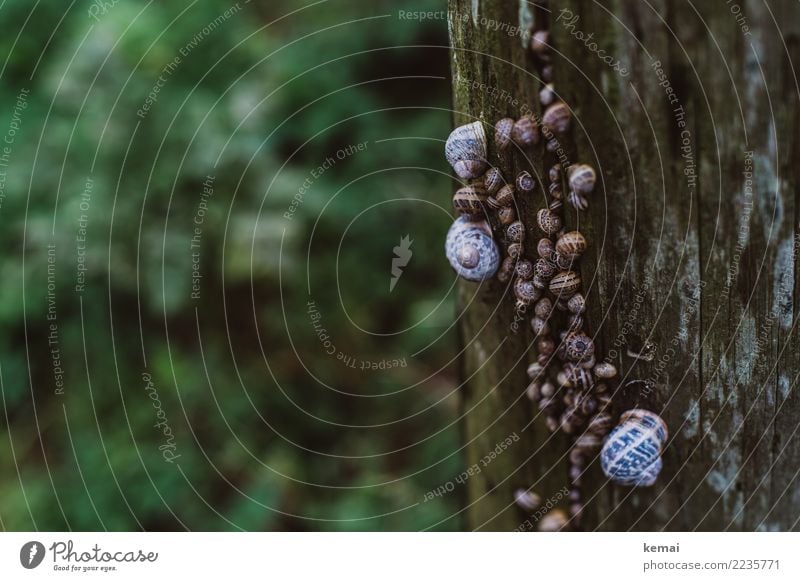 Familientreffen, mehrere Generationen Erholung ruhig Ausflug Natur Tier Sträucher Wildtier Schnecke Schneckenhaus Tiergruppe Holzpfahl festhalten sitzen