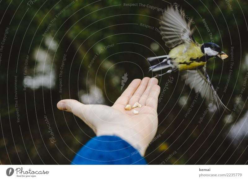 Der Meisenmann IV Nuss Leben Wohlgefühl Freizeit & Hobby Spielen Abenteuer Mensch Hand Handfläche 1 Tier Park Wald Wildtier Vogel Flügel Kohlmeise fliegen