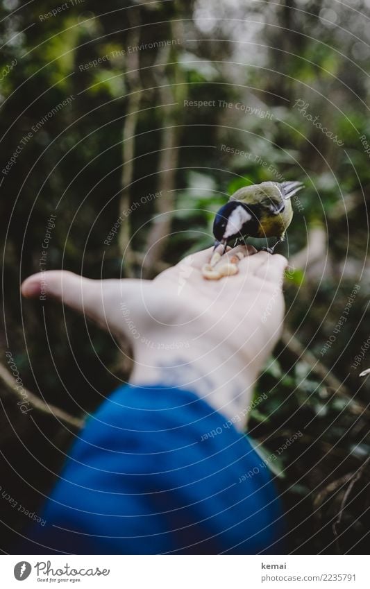 Der Meisenmann II Nuss Zufriedenheit Freizeit & Hobby Spielen Abenteuer Mensch Hand Finger Handfläche 1 Tier Park Wald Wildtier Vogel Kohlmeise Fressen füttern