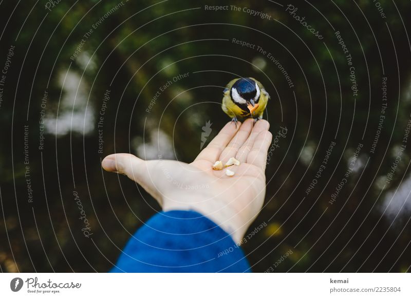 Nussliebhaber. harmonisch Wohlgefühl Zufriedenheit Erholung ruhig Freizeit & Hobby Abenteuer Freiheit Hand Finger Handfläche Natur Tier Wildtier Vogel Krallen