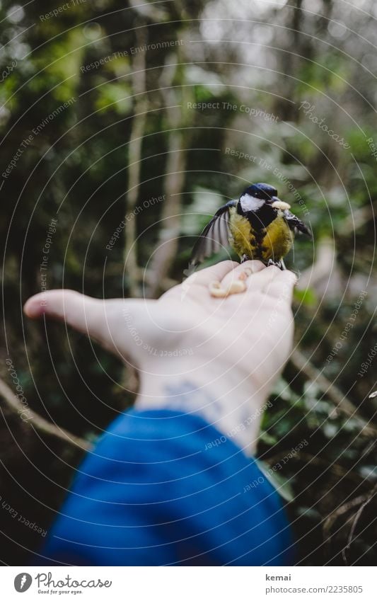 Der Meisenmann III Nuss Zufriedenheit Freizeit & Hobby Spielen Abenteuer Mensch Leben Hand Handfläche 1 Tier Park Wald Wildtier Vogel Kohlmeise Fressen füttern