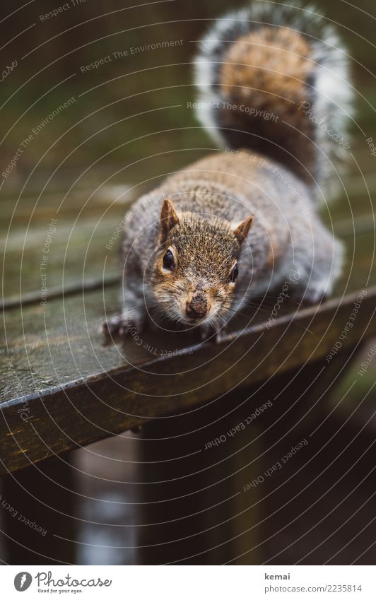 Nuts? Tisch Holztisch Natur Tier Park Wildtier Tiergesicht Fell Eichhörnchen 1 Blick sitzen authentisch außergewöhnlich frech natürlich Neugier niedlich braun